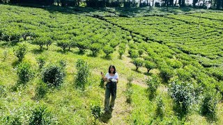 Shillong Tea GardenEver living museumTravel guide l Best moment [upl. by Tearle]