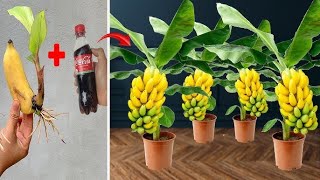 How to propagate plants super fast using CocaCola [upl. by Arikaahs]