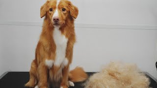 Senior Duck Tolling Retriever loves the blow dryer [upl. by Behrens456]