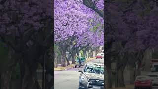 Jacaranda Blooms asmr jacaranda australia subscribe support [upl. by Truk]