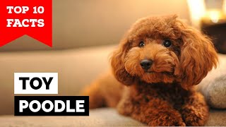 Toy Poodle  Top 10 Facts [upl. by Elesig841]