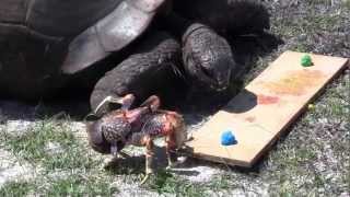 Sneaky coconut crab [upl. by Kitchen]