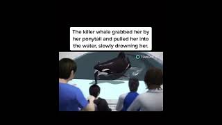 quotThe Fatal Encounter Tilikum and Trainer Dawn Brancheau something went wrongkiller whale trainer [upl. by Gerianna903]