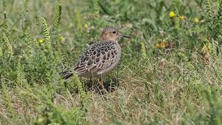 Buff Breasted Sandpipers at Lakeshore State Park [upl. by Shutz643]