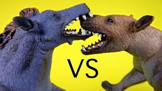 FIGHT BATTLE Hyaenodon Gigas VS Entelodont Daeodon PREHISTORIC ANIMALS Who will win [upl. by Vez]