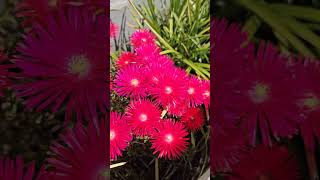 Nature makes the best artist Lampranthus flower nature australia [upl. by Dleifxam]