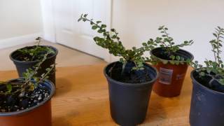 New Cotoneasters for Bonsai [upl. by Savina]