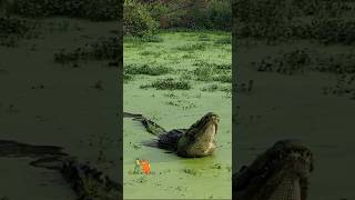 ALLIGATOR SOUNDS LIKE shorts alligator wildlife [upl. by Musihc428]