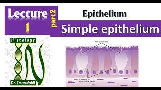 1bSimple epithelium Part2Pseudostratified columnar epitheliumFirst year [upl. by Eltsirk]