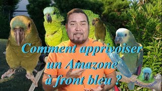 Comment apprivoiser un Amazone à front bleu [upl. by Odele]