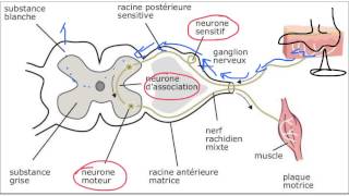 arc réflexe médullaire [upl. by Herald911]
