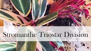 Addys Stromanthe Triostar Propagation [upl. by Manley]