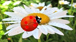 Versini  Coccinelle Demoiselle  YourKidTv [upl. by Netneuq538]