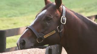 Monomoy Girl as Broodmare [upl. by Nanek610]