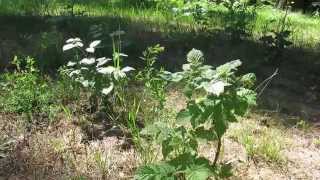 Le framboisier plante alliée de la femme [upl. by Akeimat]