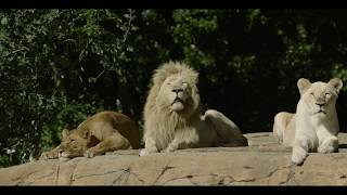 Parco Natura Viva  video ufficiale [upl. by Amalberga]