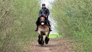 Dutch Draft Kim amp Maarten A Full Canter [upl. by Marras364]