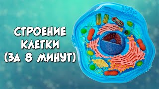 Строение клетки за 8 минут даже меньше [upl. by Lienhard]