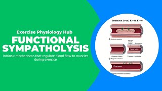 Functional sympatholysis Intrinsic and Extrinsic Control of Blood Flow [upl. by Dlonyar188]