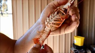 How to cook yabbies [upl. by Bebe]