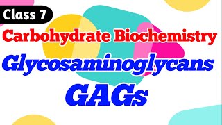 Glycosaminoglycans  GAGs  Carbohydrate Biochemistry class 7 [upl. by Aerbma654]