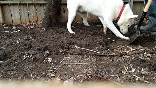 Pinot the Landscaping Dog  sumac tree removal Toronto Canada [upl. by Hollenbeck]