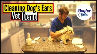 How To Clean Your Dogs Ears Like A PRO  Veterinarian Demonstrates [upl. by Honor]