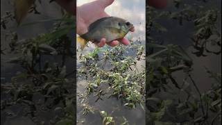 Fly fishing for Panfish on Poppers [upl. by Marya853]