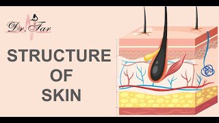 lesson 1 Structure of the Skin [upl. by Zena77]