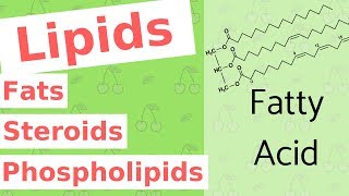 Lipids  Fats Steroids and Phospholipids  Biological Molecules Simplified 4 [upl. by Nutsud]