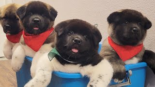 Today I groomed bear cubs  American Akita puppies [upl. by Susanetta]