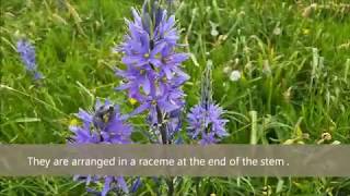 Camassia quamash common camas  Blue flowers 18 [upl. by Birdt]