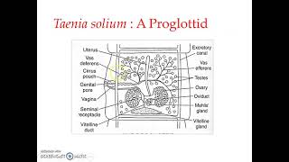 Taenia solium Lifecycle 1 [upl. by Nova]