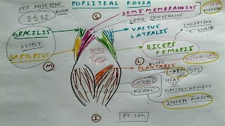 Popliteal fossa  1  TCML [upl. by Freemon307]