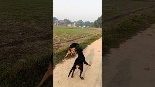 Rottweiler vs Germann shepherd 🐕🐕‍🦺germanshepherdrottweilershortsfeed ytshortsshortsshortvideo [upl. by Atteragram]