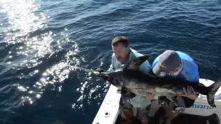 Broadbill Swordfish daytime Tag amp Release Exmouth Australia [upl. by Idihc]