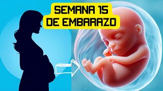 Semana 15 de embarazo [upl. by Norad134]