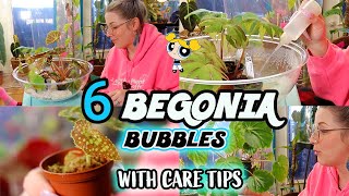 How To Care For Terrarium Begonias Using Begonia Bubbles [upl. by Shult761]