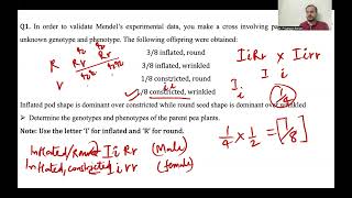 Practice Problems For Genetics [upl. by Hynda959]