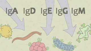 Video 15 Ig Antibodies and Immunoglobulin Function [upl. by Annyl127]