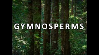 Gymnosperms [upl. by Malkin119]