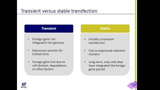 Whats the difference between stable and transient transfection [upl. by Nalyad294]