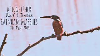 Kingfisher at Rainham Marshes Nature Reserve  7th May 2024 [upl. by Ludovick7]