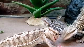 Hilarious bearded dragons chasing a laser pointer [upl. by Watkin87]