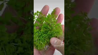 Lysimachia Nummularia Creeping Jenny  Aquarium Plants Factory aquariumplantsfactory reels short [upl. by Colt]