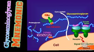 GlycosaminoglycanGAG MnemonicBest Way to remember itMBBS Knowledge [upl. by Aneekal]