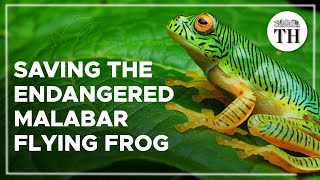 Saving the critically endangered false Malabar flying frog [upl. by Studnia]