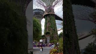 Supertree grovegarden by the bay singapore [upl. by Anilat675]