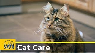 Cats and toxoplasmosis  Cats Protections Kids and Kitties [upl. by Kcered]