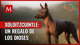 Xoloitzcuintle el perro azteca que guía las almas al Mictlán [upl. by Torrin]